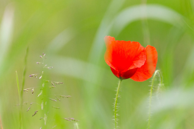 A touch of Red / Une touche de Rouge