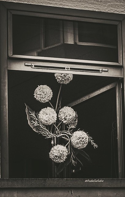 Window bouquet #blackandwhite #window #bouquet #windowbouquet #Parisanstyle #Paris #ParisXVe #streetstyle #citylife #decoration #style