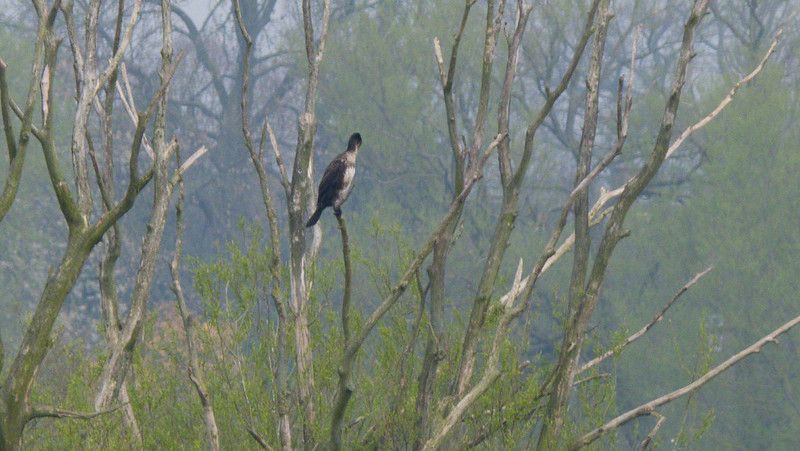 Cormorants in trees, Doxey