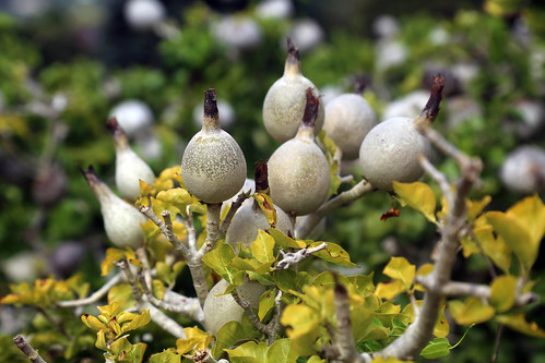 Cape Town