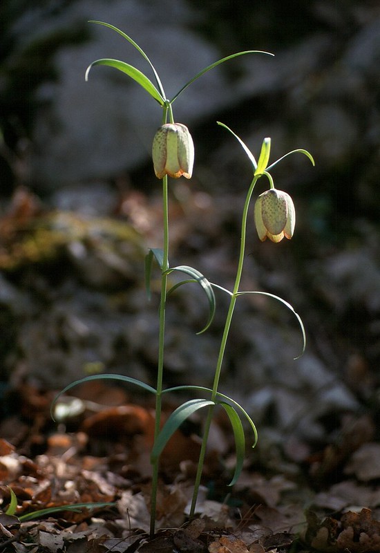 t0101137F | Eingerollte Schachblume (Fritillaria involucrata) bei Aix-en-Provence. Provence, 17.04.2001