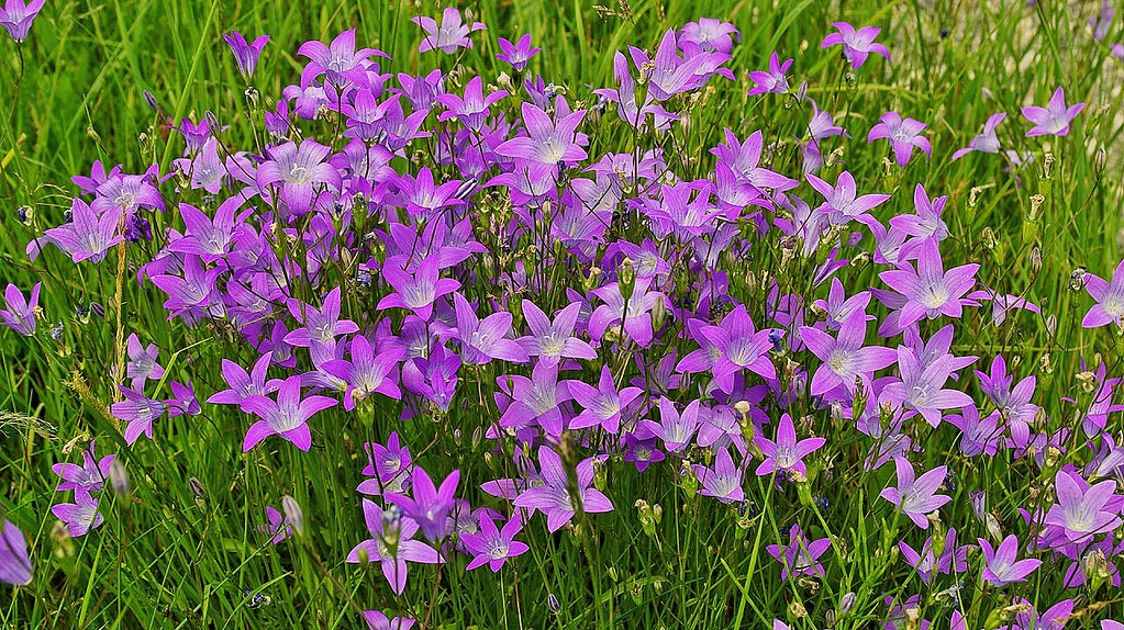Flower - Wiesen Glockenblume - Campanula_patula