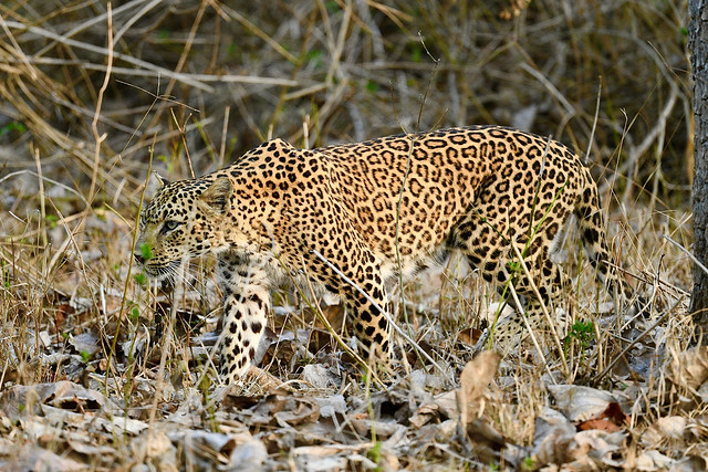 Leopard in Kabini
