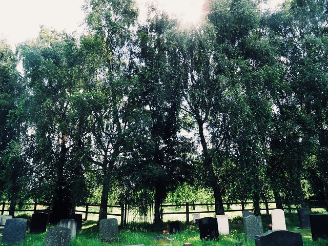 Trees lining the cemetery.  Wrenbury, Cheshire. #cemetary #trees #serenity #cheshire #countryside