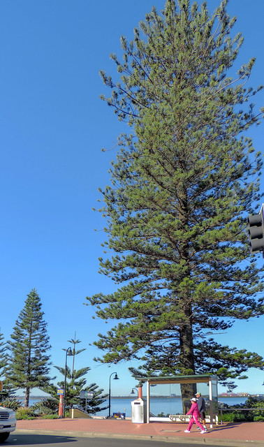 BOTANY BAY NSW AU - Pines At Shoreline   (#01 in series) - Sydney AU  08May2015 sRGB web