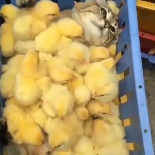 Cute Cat Stuck In Babies Chicken 😆😆 | by carolasindelar9726