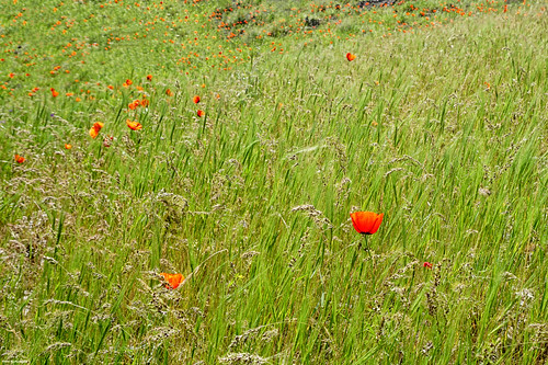 nature natures view landscape outdoor gardet flower flowers tulip red green summer sun