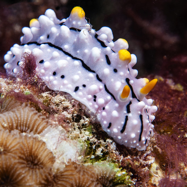 Phylidia Nudibranch ??