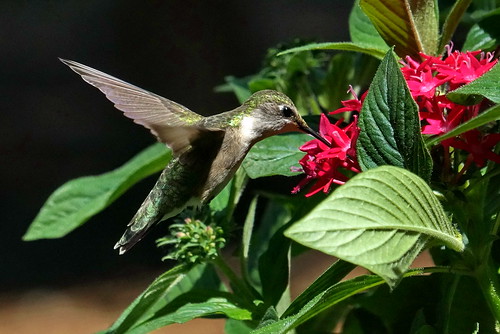 archilochuscolubris rubythroatedhummingbird hummingbird bird closeup fairfieldharbour northcarolina macro sony sonyphotographing sonya58