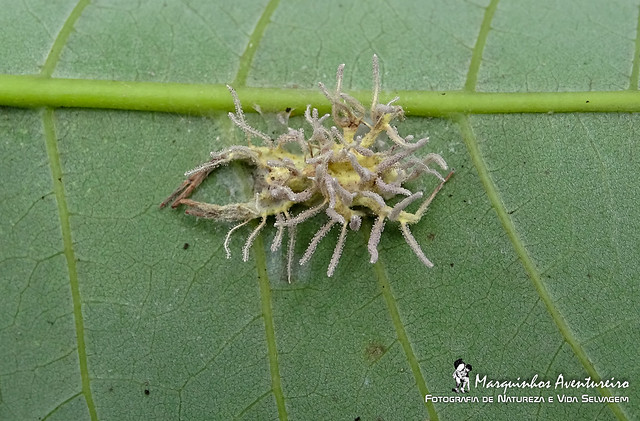 Cordyceps sp. - Aranha (spider)