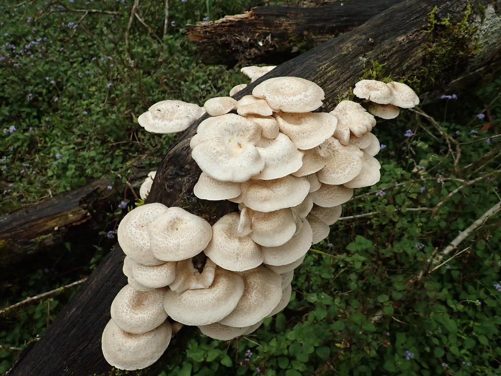簇擁的香菇屬（Lentinus sp.）。