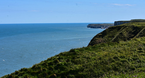 Bempton Cliffs | by SchnauzerDebs