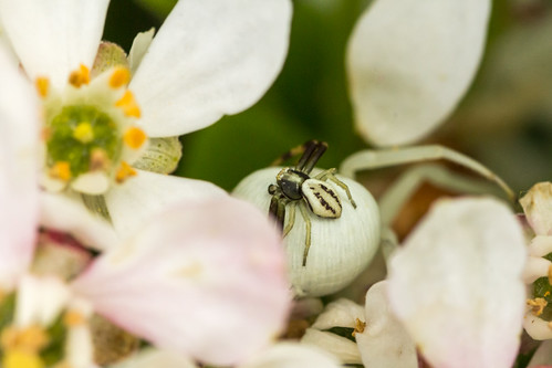 Spiders - Misumena vatia (20190507_1) | by Graham Dash