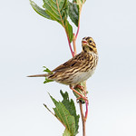 Sparrow, Savannah Savannah sparrow.

Crex Meadows, Grantsburg WI.