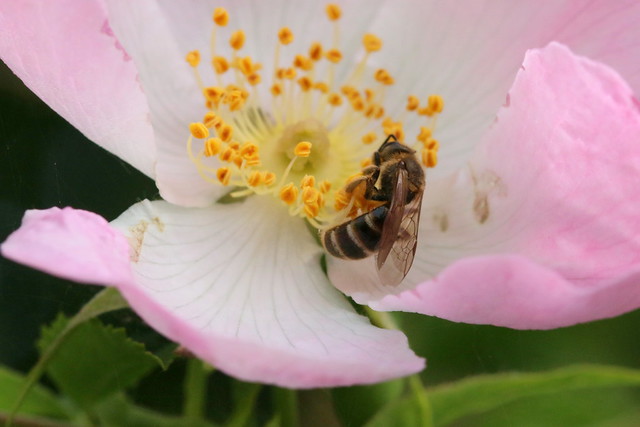Apidae indet. - Wildbiene (unbestimmt)