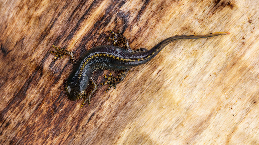 Male alpine newt - Ichthyosaura alpestris