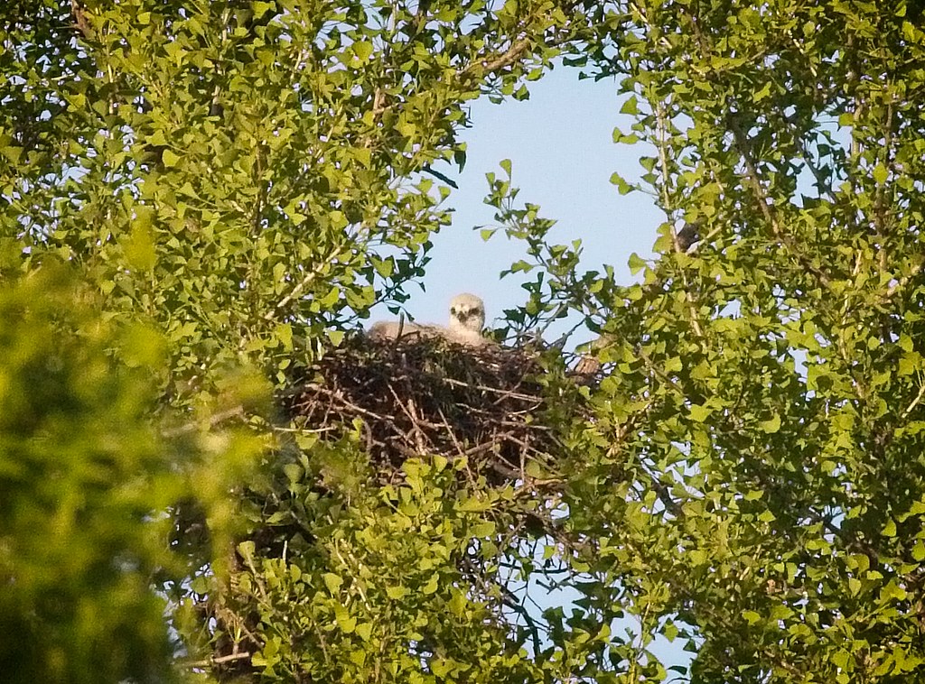 Tompkins Square red-tail nestling