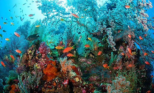 Tulamben Liberty Shipwreck