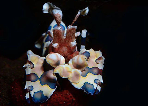 Bali diving