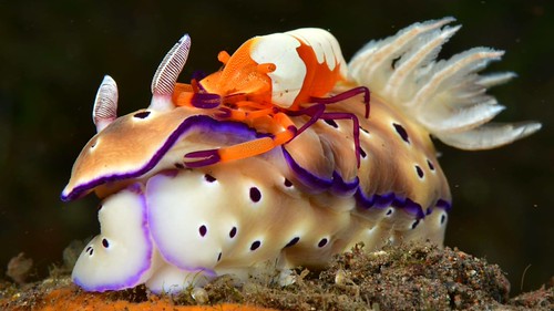 Bali diving