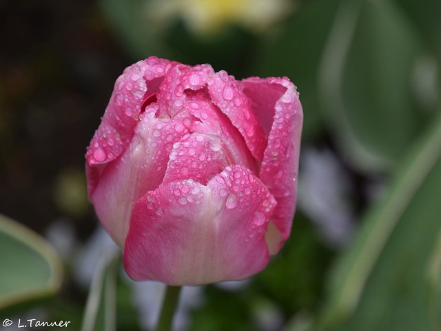 Insel Mainau Tulpen im Regen