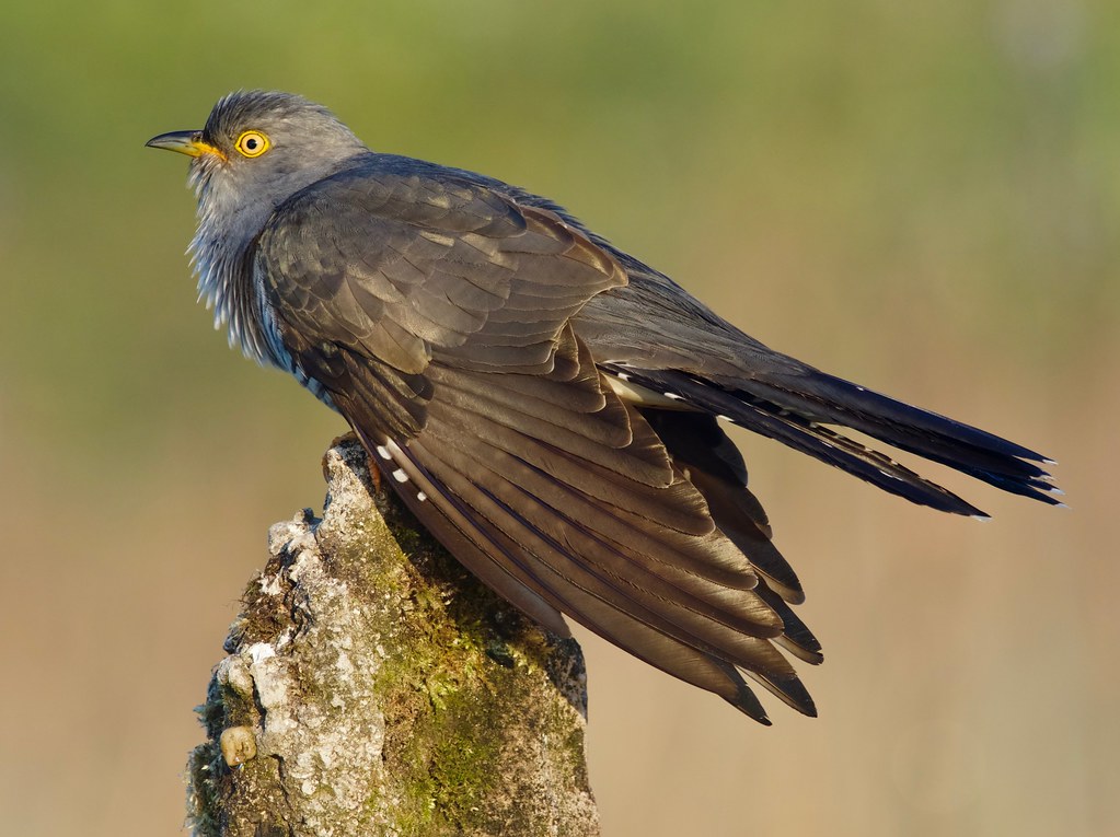 Common Cuckoo (m)