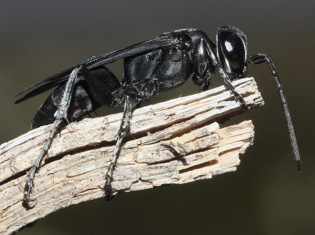 Square-headed Wasp (Liris sp.); San Pedro River Valley, AZ