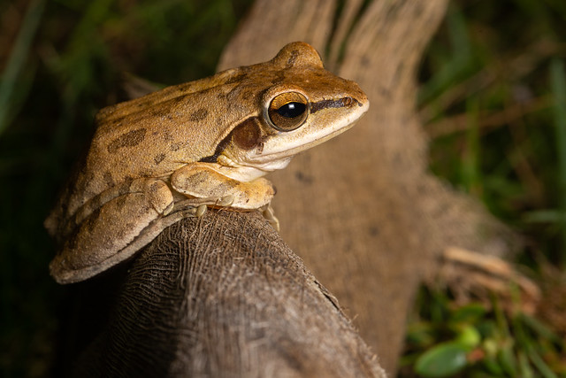 Chunam Tree Frog - Polypedates maculatus