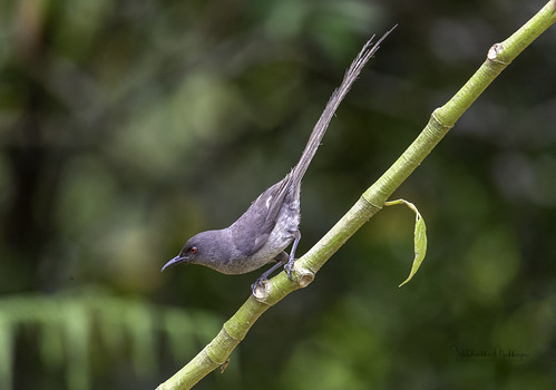 20190427-1DX21799 by siddharthx, Long-tailed Sibia

The long-tailed sibia (Heterophasia picaoides) is a species of Leiothrichidae fro