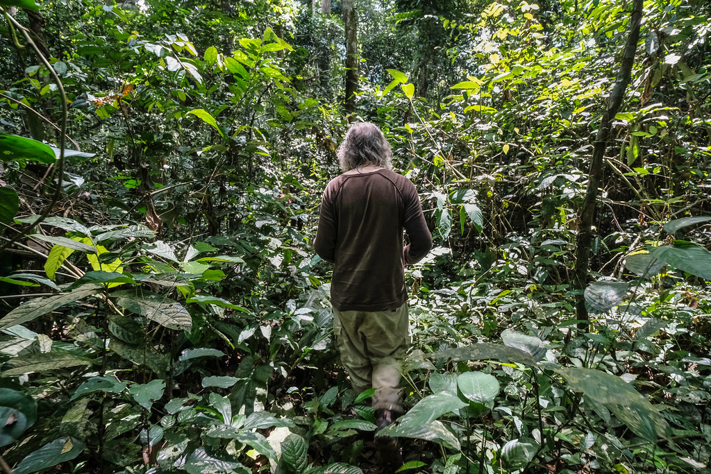 Hans Beeckman, Royal Museum for Central Africa wood biology expert, in Yangambi - DRC.