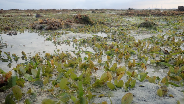 Spoon seagrass (Halophila ovalis) with big leaf blades