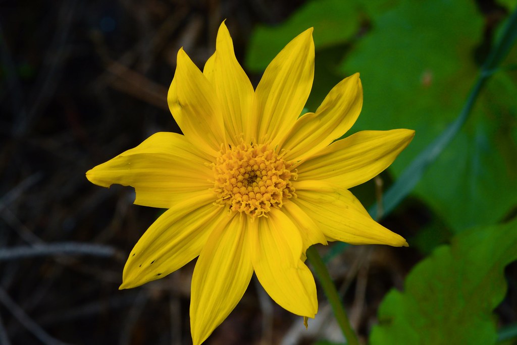 Heart leaf Arnica