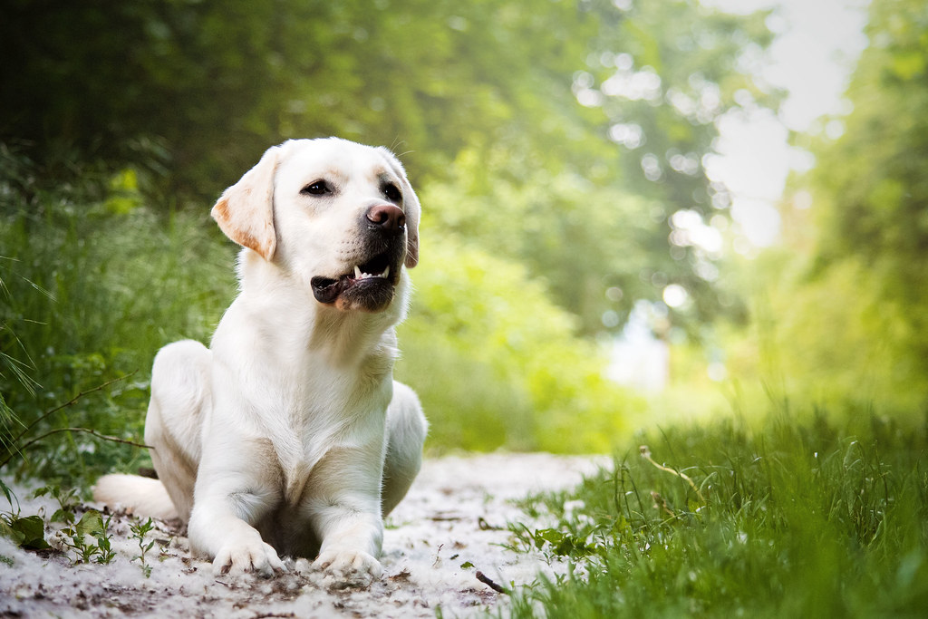 10 Most Popular Dog Breeds in 2023 - Labrador Retriever