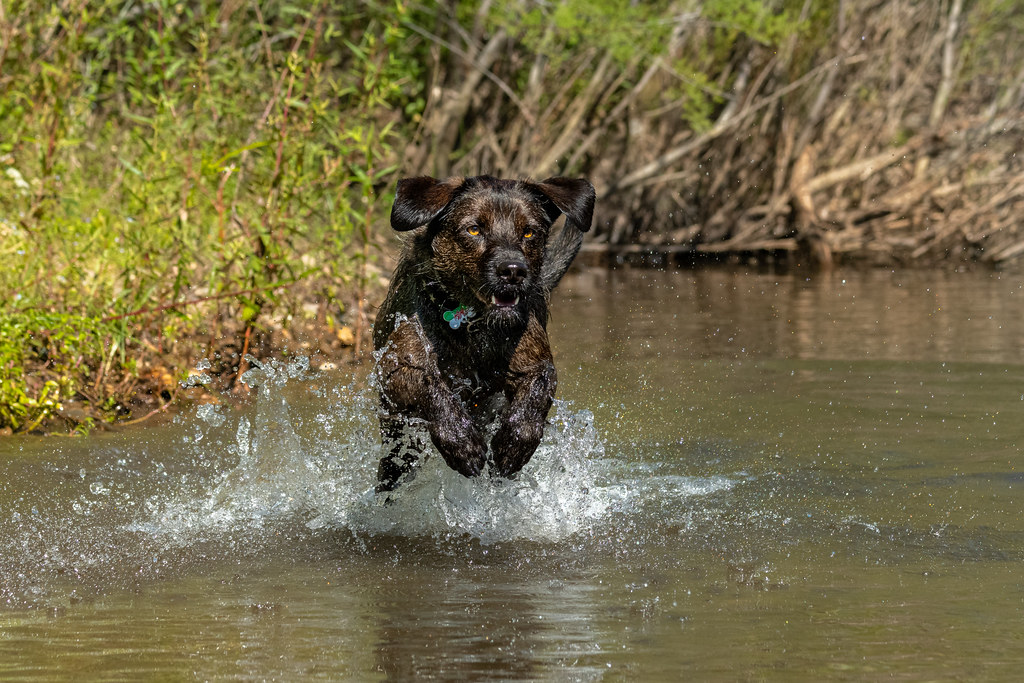 Wally Splashing In The River