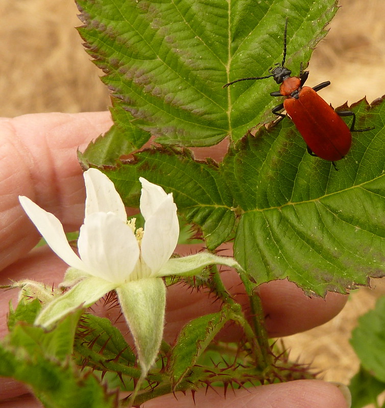 Black-headed Cardinal beetle Pyrochroa coccinea on a Tayberry