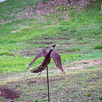 Muscatine Week Park 19 metal birds Muscatine Week Park 19 metal birds