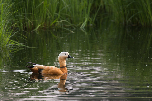 Unknown duck