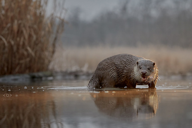 Zoom in for details!:  Fischotter (Lutra lutra) -  Otter      ·  ·  ·   (5D4_3989)