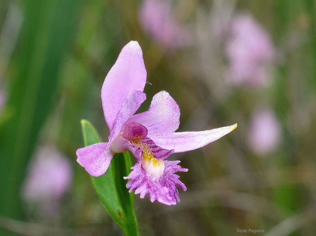 Rose Pogonia - Pogonia ophioglossoides -  Orchidaceae  -  Orchid Family