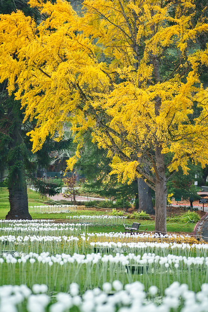 Ginkgo Trees in Late Autumn