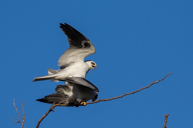 White-tailed Kite Mating Series A, 8 of 10