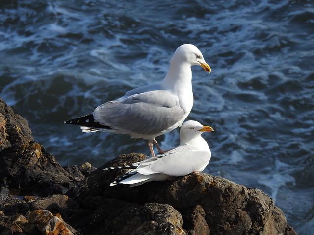 Herring gulls 4 DSCN6883