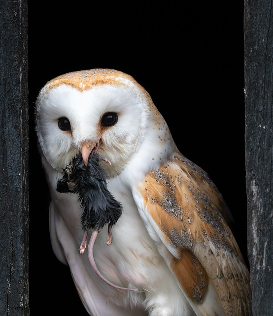 Barn Owl (Tyto alba) 0560