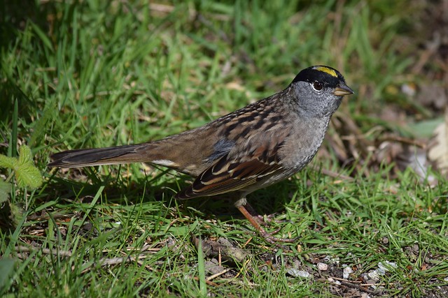 Golden-crowned sparrow