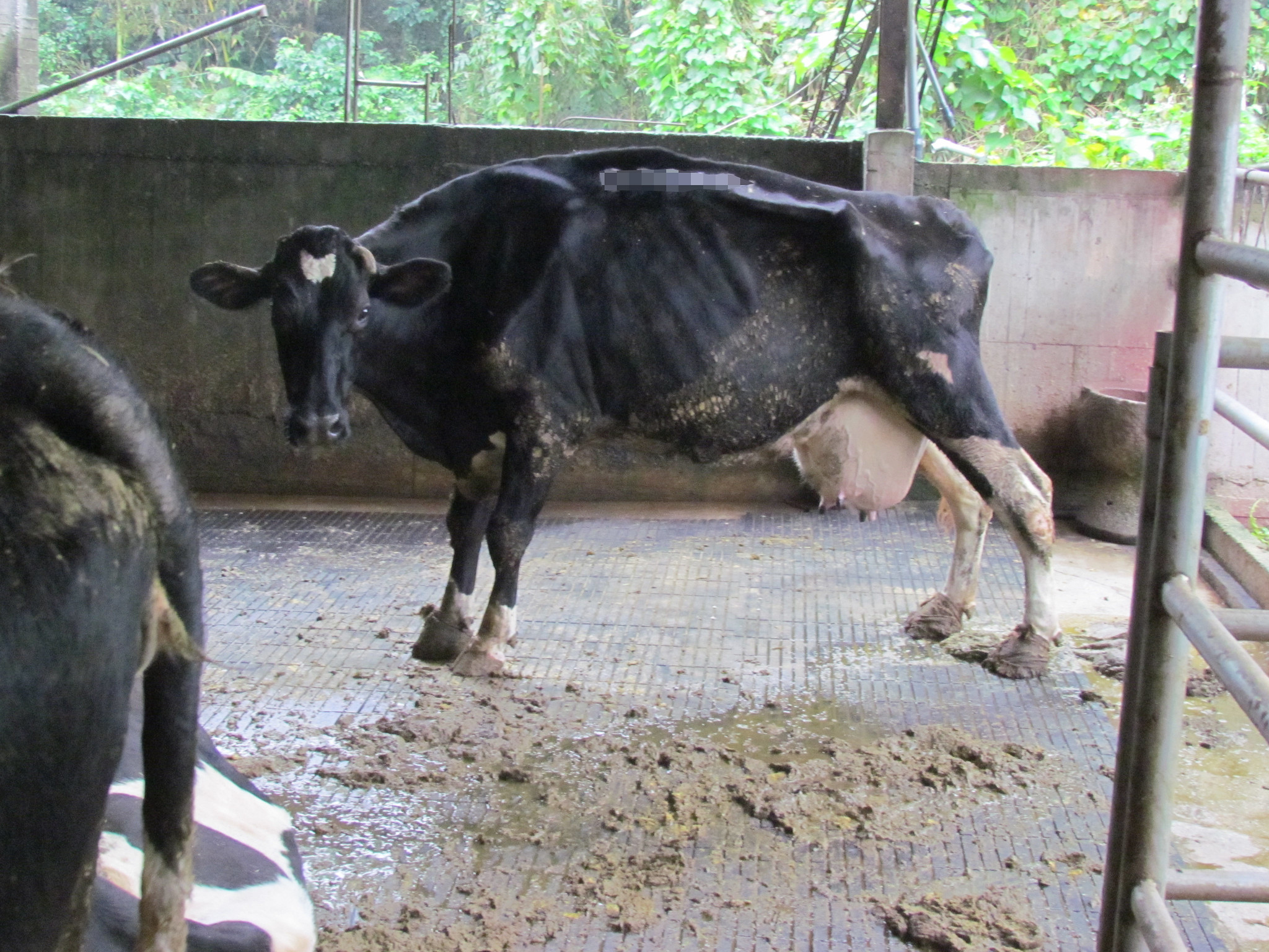 乳牛頻繁受孕、營養不良，導致負能量平衡。台灣動物社會研究會提供。