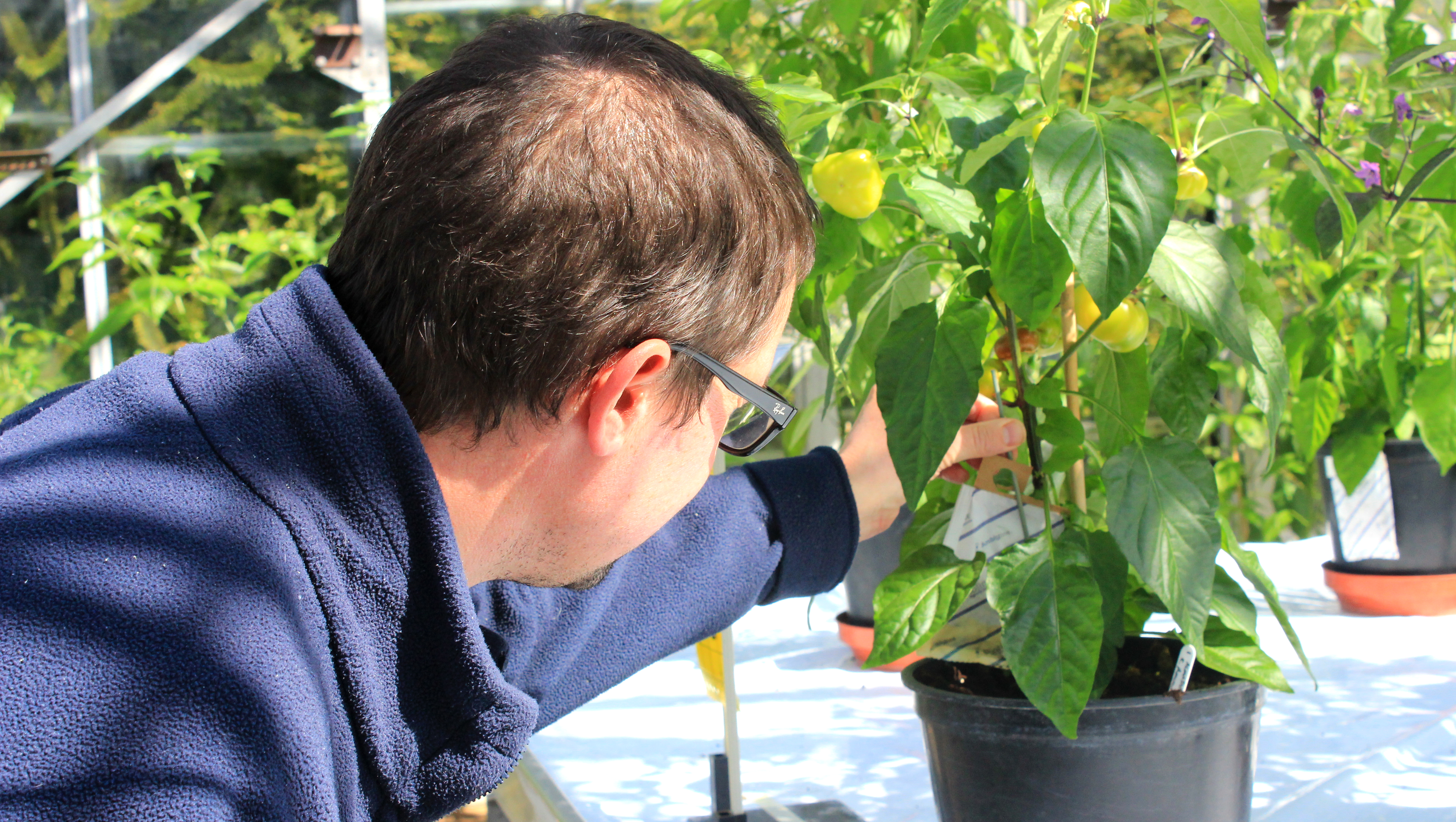 Technician tending plants in greenhouse