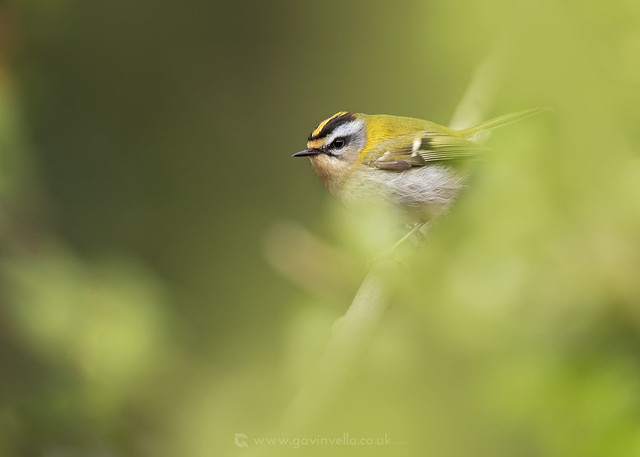 Firecrest Cover W 19th April