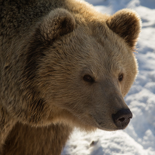 polarpark bardu norway arcticcircle bear brownbear
