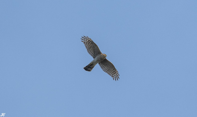 Sparrowhawk, Attenborough Nature Reserve.