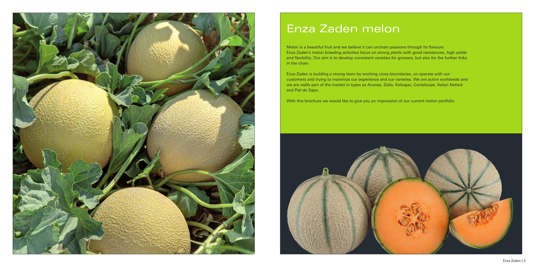 เมล็ดพันธุ์เมล่อน (Melon Seeds)